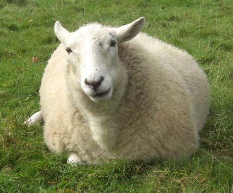 sheep5